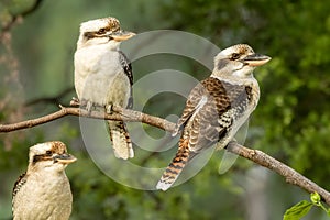 Kookaburra bird trio perched on a branch