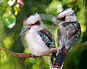 Kookaburra birds