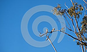 Kookaburra birds in an Australian gum tree