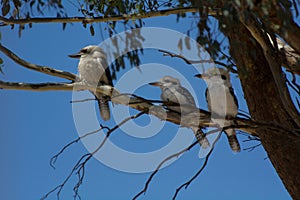 Three Kookaburra Birds sitting on a gum tree branch