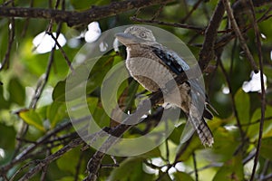 Kookaburra on a branch