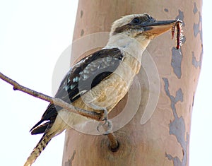 Kookaburra with Centipede in Beak