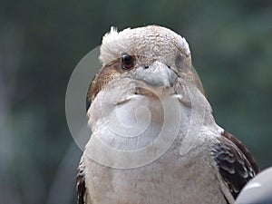 Kookaburra in close-up