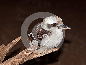 Kookaburra close up