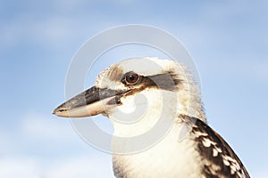 Kookaburra close up
