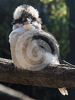 Kookaburra - Dacelo Gigas Uccello del continente Oceanico