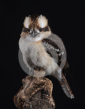 Kookaburra -  Dacelo novaeguineae