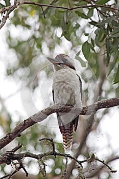 Kookaburra (Dacelo novaeguineae)