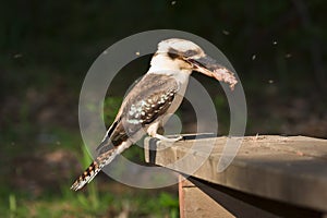 Kookaburra eating