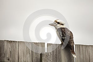 Kookaburra On The Fence, Australian Bird