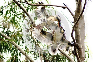 Kookaburra Fighting in Tree