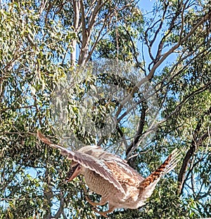 Kookaburra in flight