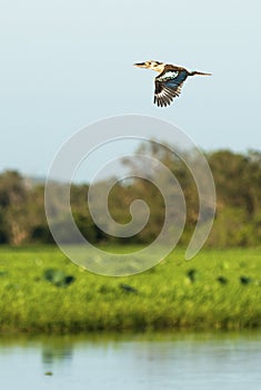 Kookaburra in flight over Yellow Water Wetlands