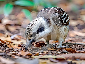 Kookaburra Foraging on the Ground