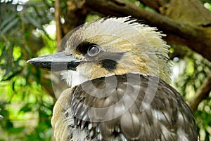 Kookaburra Genus Dacelo