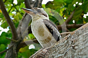 Kookaburra Genus Dacelo