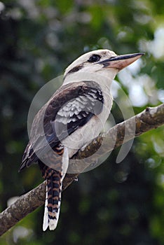 Kookaburra (Genus Dacelo), a terrestrial tree kingfisher