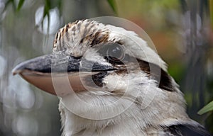 Kookaburra (Genus Dacelo), a terrestrial tree kingfisher