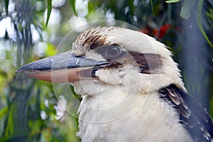 Kookaburra (Genus Dacelo), a terrestrial tree kingfisher