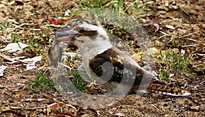 Kookaburra Killing Bird