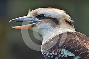 Kookaburra