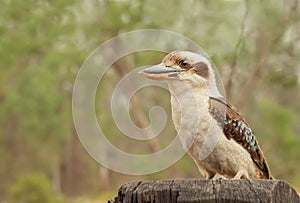 Kookaburra Laughing Jackass of Australia Dacelo novaeguineae