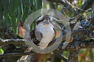 Kookaburra looking at the camera