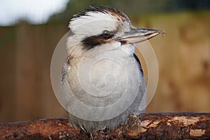 Kookaburra looking out at the world