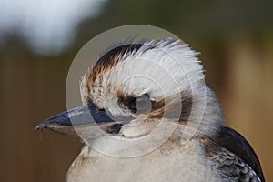 Kookaburra looking out at the world