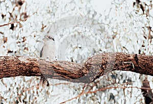 Kookaburra looking sideways from up in a tree