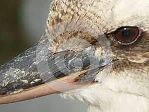 Kookaburra Macro