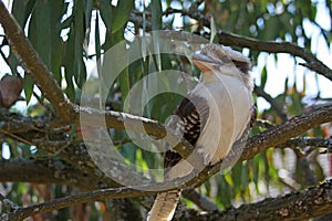 Kookaburra at Marwell Zoo