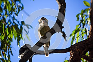 Kookaburra and mate sitting in a tree at Carnarvon Gorge Queensland Australia