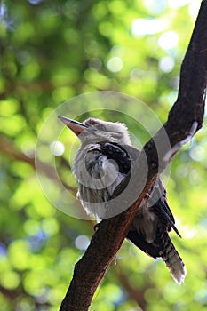 Kookaburra patiently waits for its prey on a tree branch photo