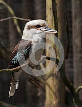 Kookaburra perched on a twig