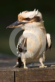 Kookaburra portrait photo