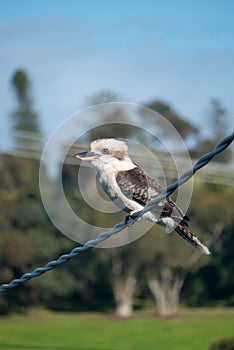 A kookaburra on a powerline