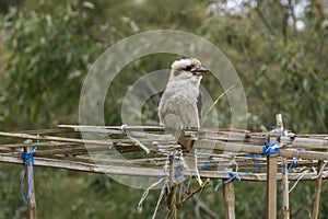 Kookaburra resting on a structure