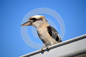 Kookaburra on the roof