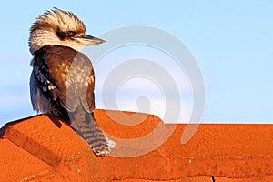 Kookaburra on a Roof