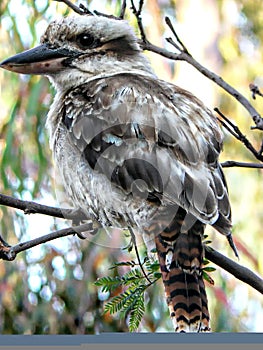 Kookaburra Sits in the Old Gum Tree