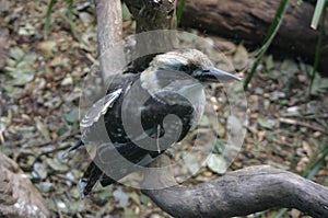 Kookaburra Sitting on Branch
