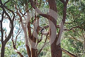 Kookaburra sitting in Australian gum tree