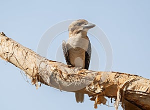 Kookaburra, (species Dacelo novaeguineae), eastern Australian bird of the kingfisher family