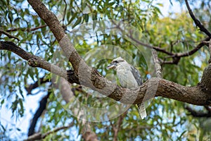 Kookaburra on a tree