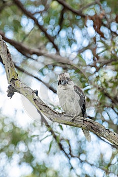 Kookaburra on a tree