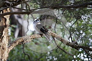Kookaburra in tree