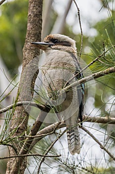 Kookaburra on a tree branch