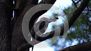 Kookaburra in a tree with food hitting it against tree branch