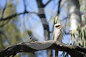 Kookaburra, Wilpena Pound, Ikara-Flinders` Ranges National Park, SA, Australia